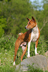 Basenji