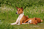 Basenjis