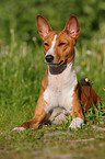 Basenji