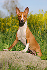 Basenji