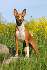 Basenji