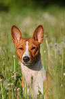 Basenji Portrait