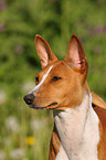 Basenji Portrait