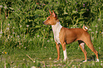 Basenji