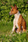 sitzender Basenji