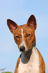 Basenji Portrait