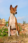 Basenji