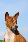 Basenji Portrait