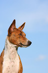 Basenji Portrait