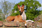 Basenji