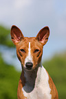 Basenji Portrait