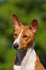 Basenji Portrait