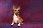 Basenji