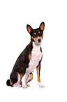 Basenji