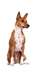 Basenji