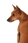 Basenji Portrait