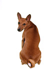 Basenji