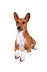 Basenji