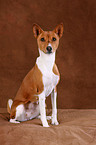 Basenji