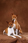 Basenjis