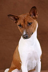 Basenji Portrait