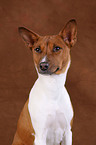 Basenji Portrait