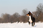 Basenji