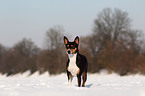 Basenji