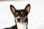 Basenji Portrait