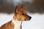 Basenji Portrait