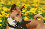 Basenji Portrait