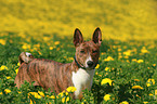 Basenji