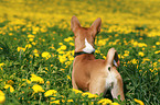 Basenji