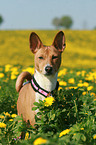 Basenji Portrait