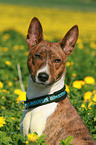 Basenji Portrait