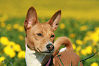 Basenji Portrait