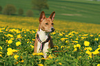 Basenji Portrait