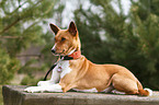 liegender Basenji