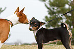 Basenjis