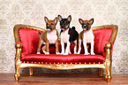 Basenji Welpen