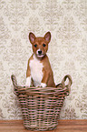 Basenji Welpe