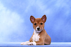 Basenji Welpe