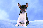 Basenji Welpe