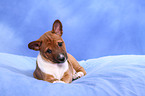 Basenji Welpe