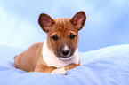 Basenji Welpe