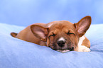 Basenji Welpe