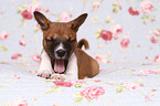 Basenji Welpe