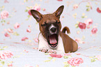 Basenji Welpe