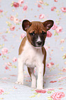 Basenji Welpe