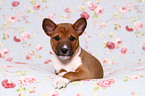 Basenji Welpe